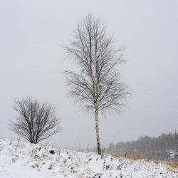 Vinter